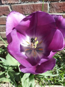 Unsere TOLLEN Tulpen im Beet hatten regelmäßigen Besuch: Bienen :o)