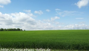 Feld am Dickopshof in Wesseling